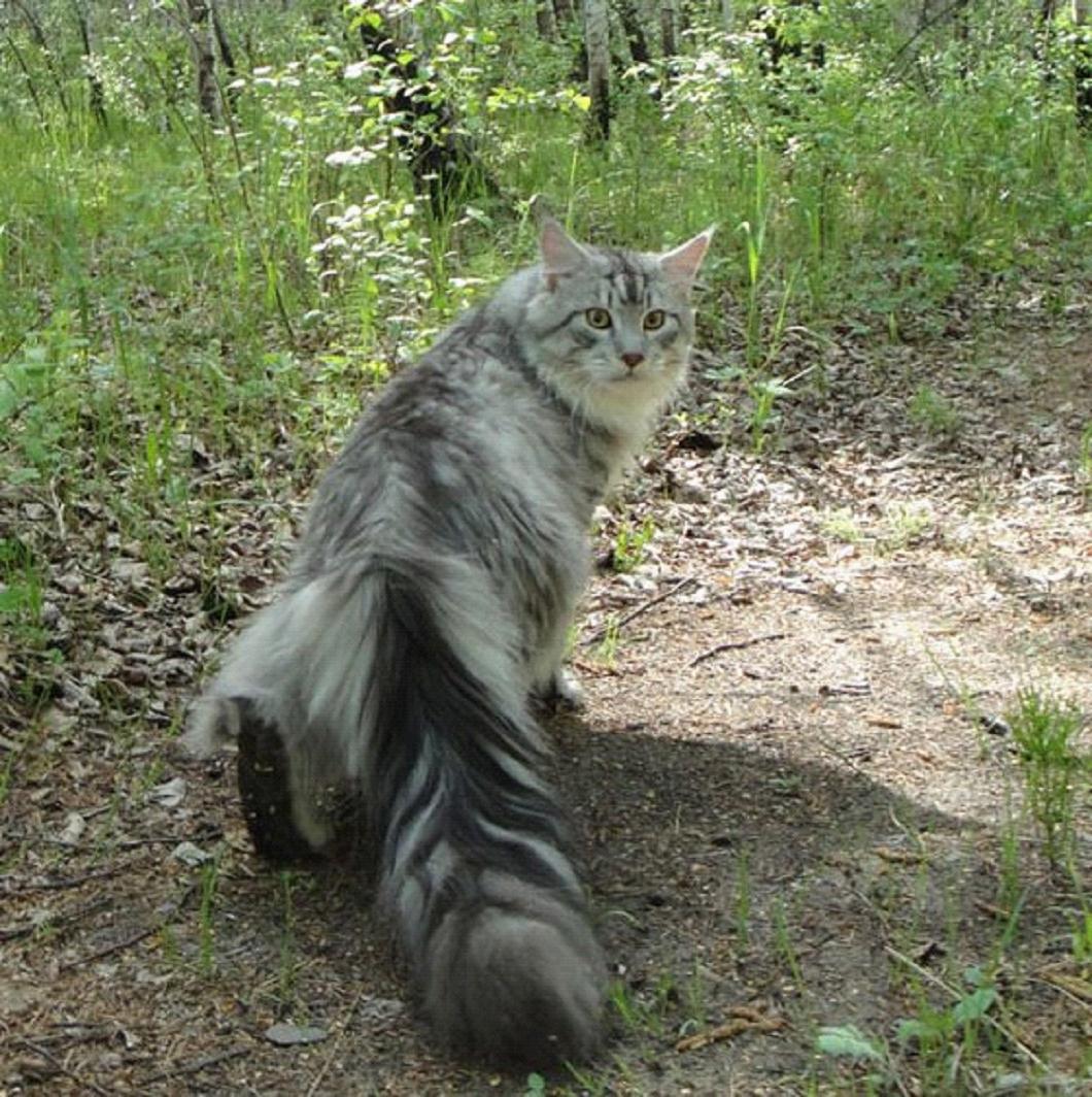 缅因猫最大是多长_缅因猫长到多大就定型了_缅因猫多大成型