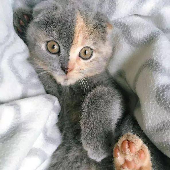 穿靴子的猫kitty_卡通猫kitty_kitty猫