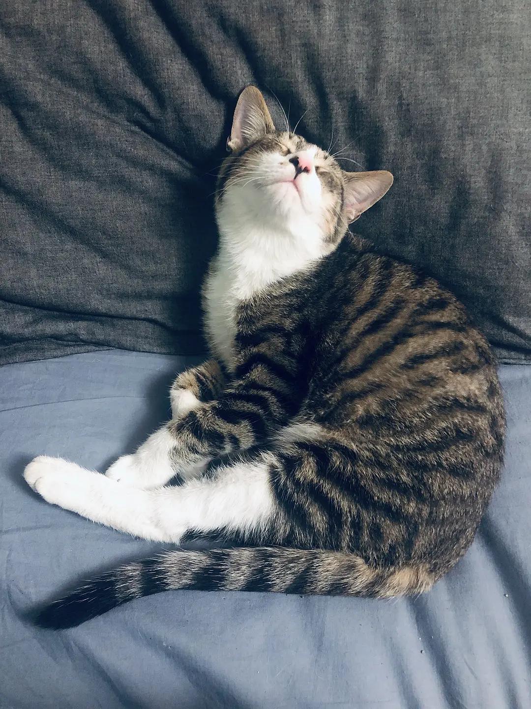 卡通猫kitty_穿靴子的猫kitty_kitty猫