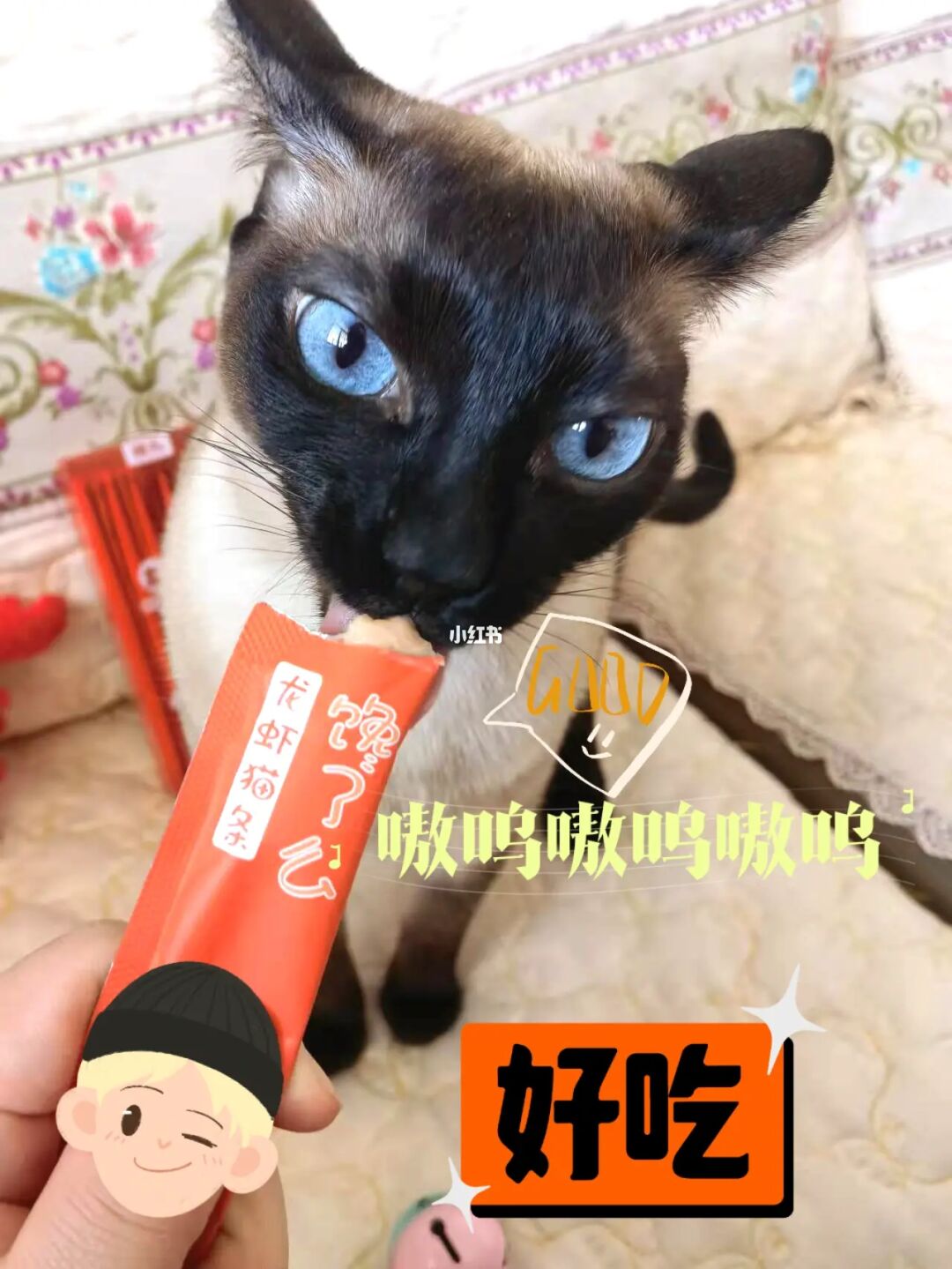 残疾猫怎么照顾_我家的猫有残疾游戏_残疾猫猫
