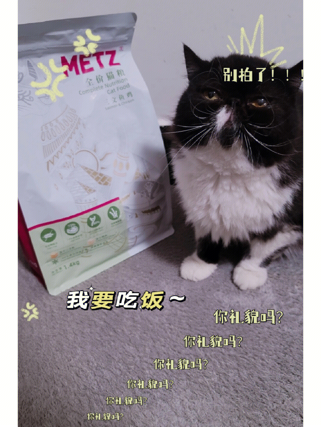 残疾猫怎么照顾_残疾猫猫_我家的猫有残疾游戏