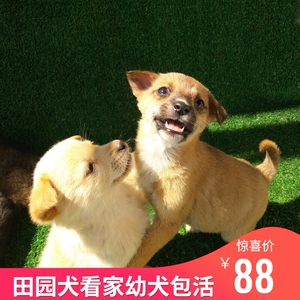 温州宠物狗领养地址_温州宠物狗领养_温州宠物狗领养中心
