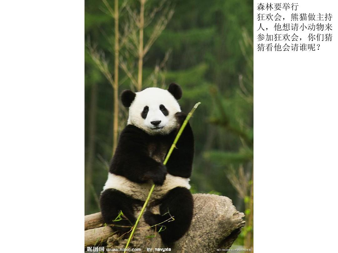 天才小熊猫游戏长图合集_天才小熊猫读心游戏_天才小熊猫游戏段子