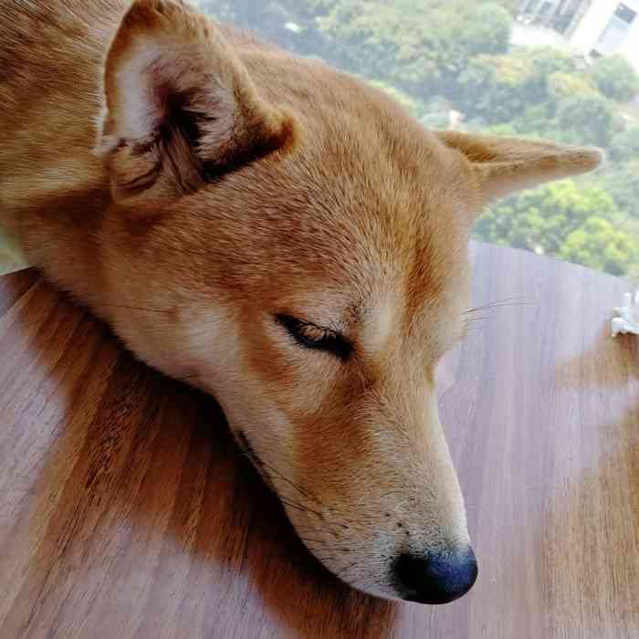 宠物狗游戏_宠物狗游戏大全_宠物狗养成游戏