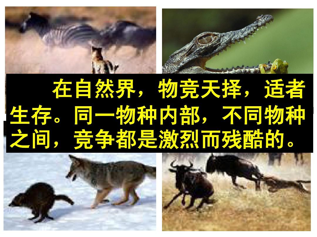 全球热议！前所未有的圈地游戏开始了！