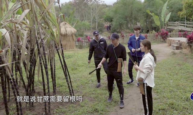 甘蔗3d斗地主_甘蔗单机斗地主免费下载_甘蔗斗地主