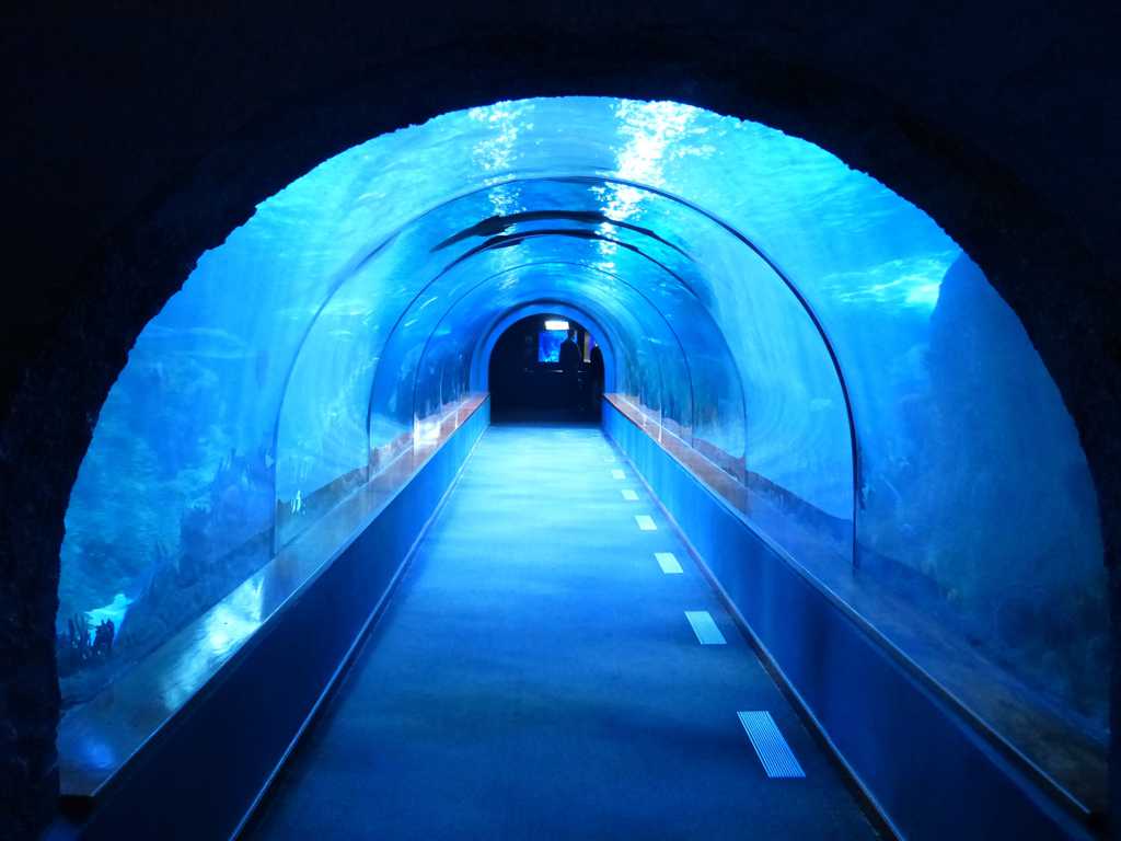 怪怪水族馆2