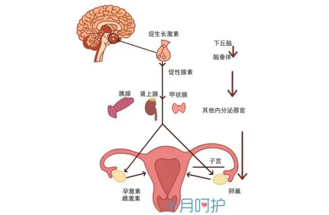 发高烧月经提前来了_高烧后月经提前半个月_月经高烧提前后月经量少