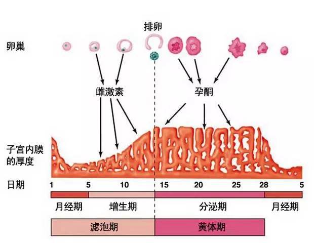 月经高烧提前后月经量少_发高烧月经提前来了_高烧后月经提前半个月