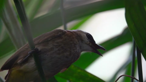 饥饿游戏 学舌鸟 铃声_饥饿游戏学舌鸟口哨
