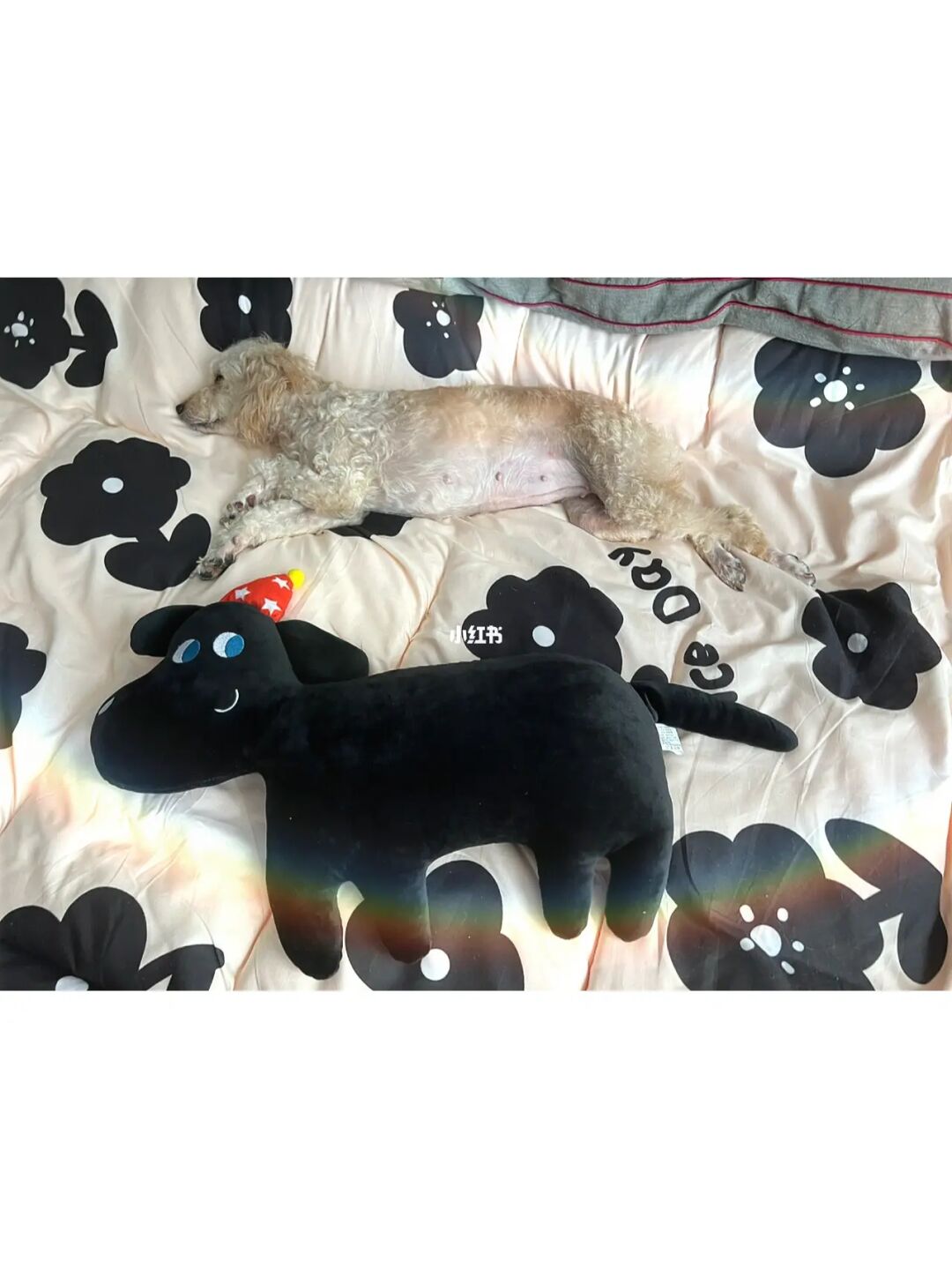 宠物可爱图片_宠物可爱的文案_宠物 可爱