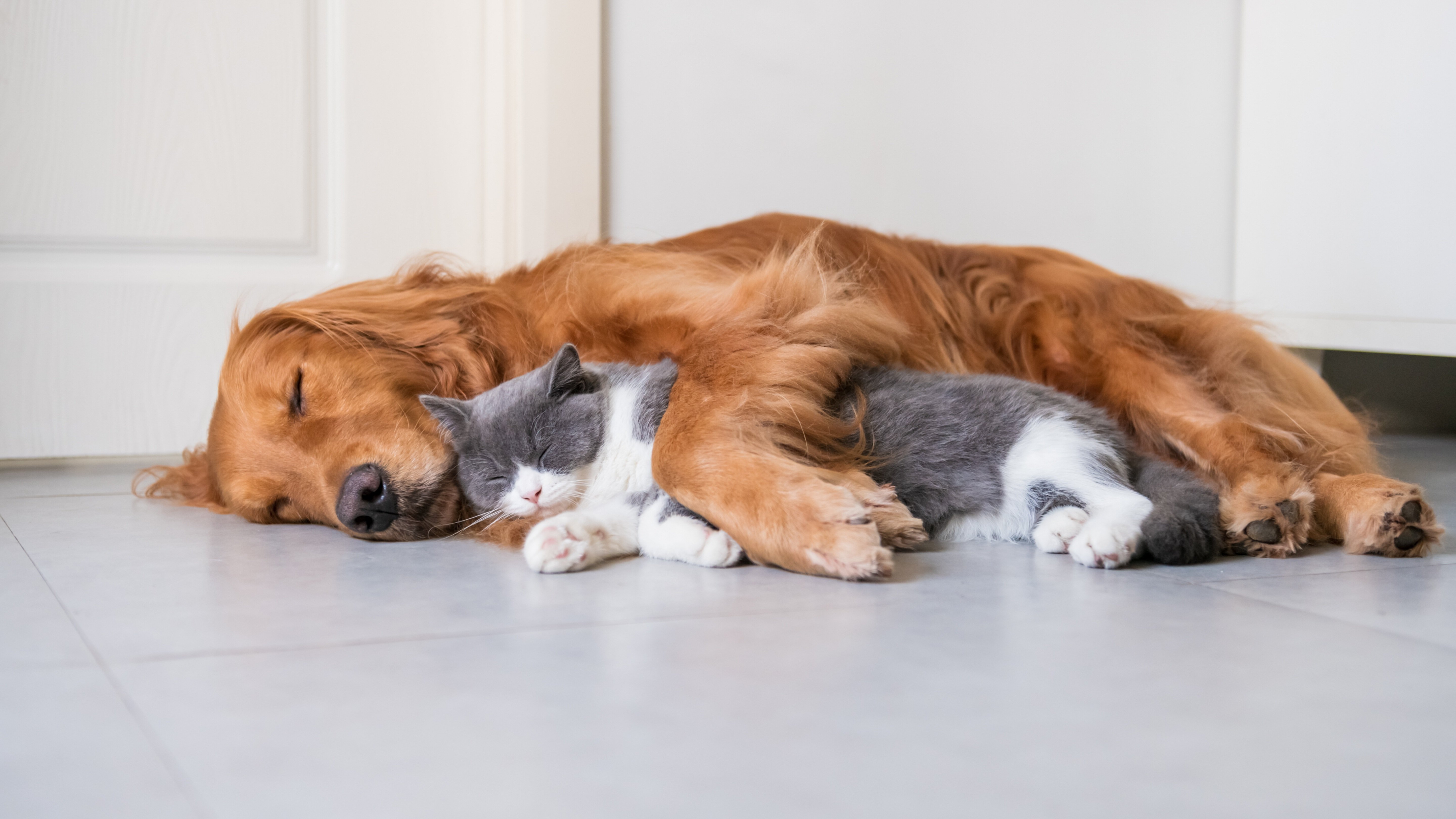 狗狗收养猫_宠物狗收养_收狗收猫