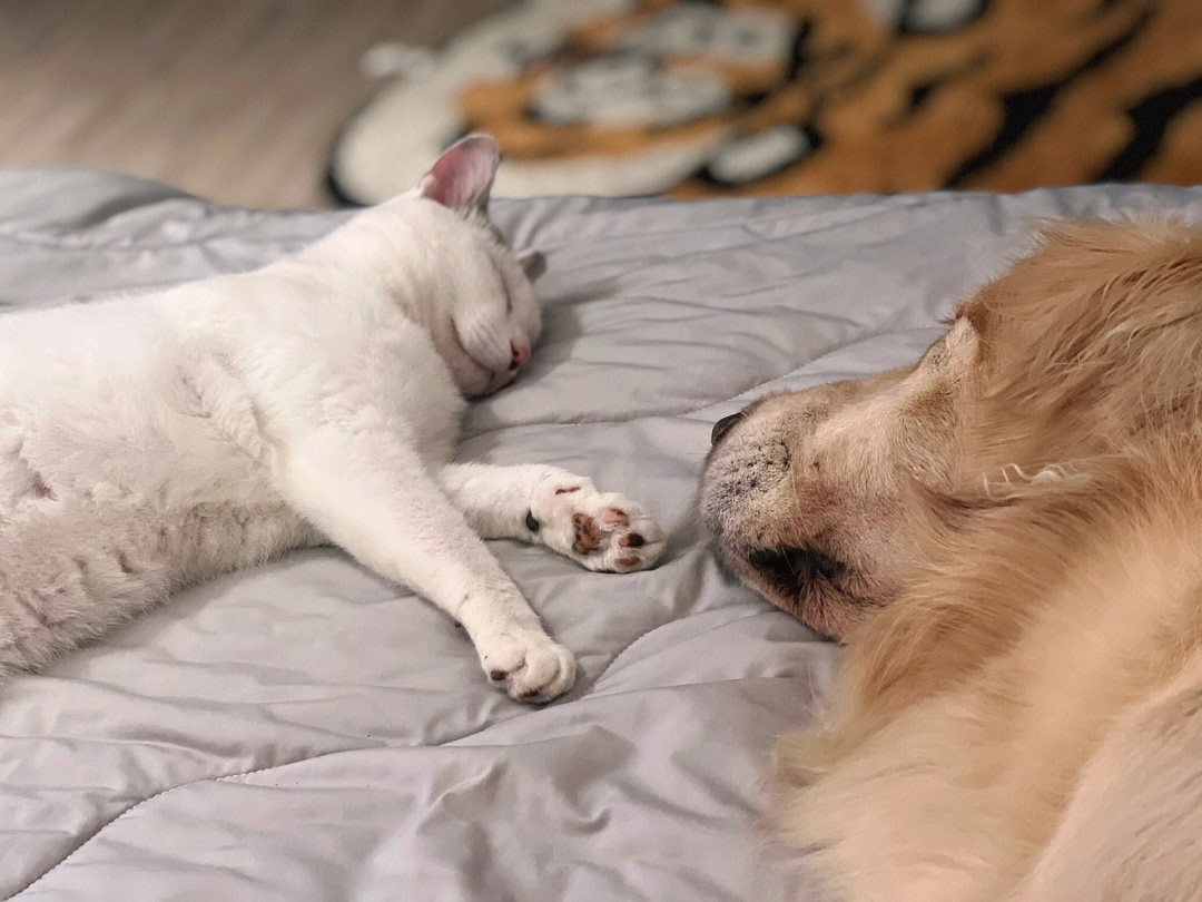 收狗收猫_狗狗收养猫_宠物狗收养