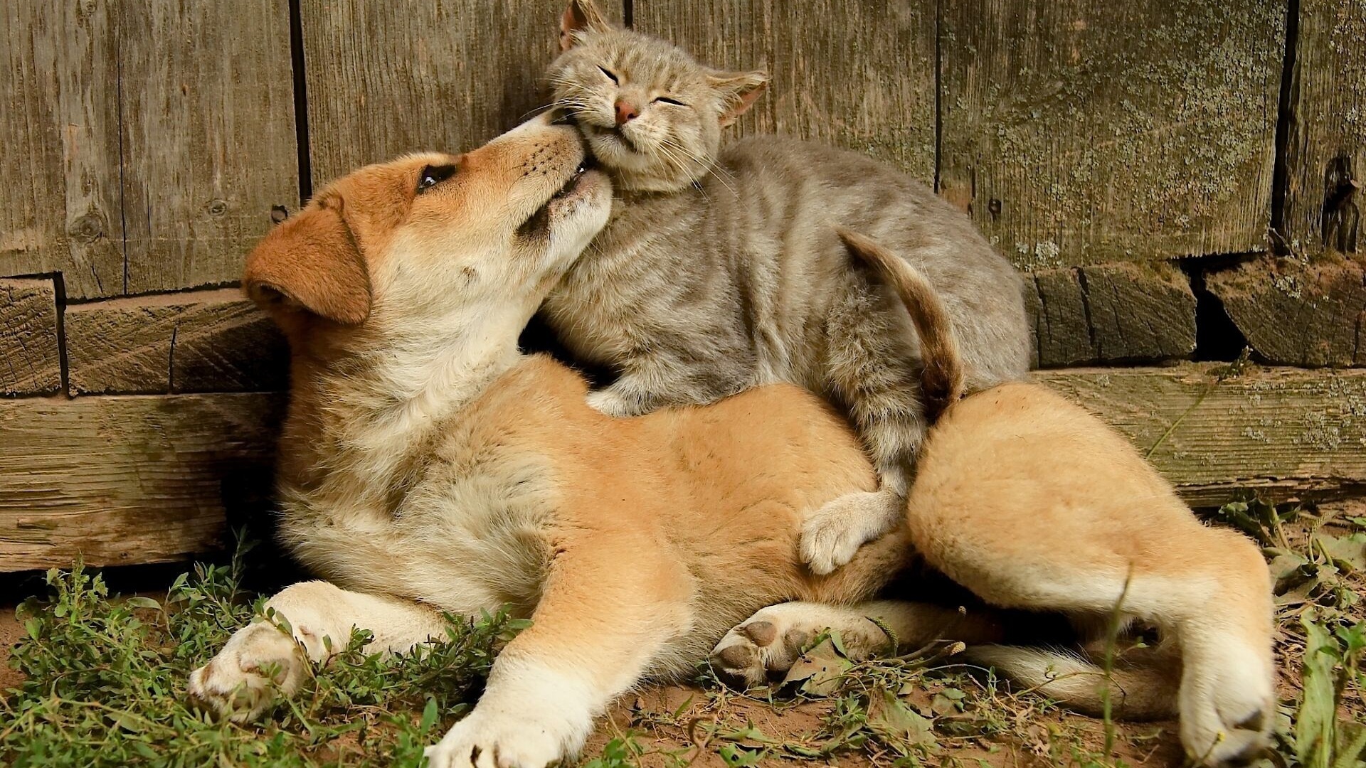 宠物狗收养_收狗收猫_狗狗收养猫