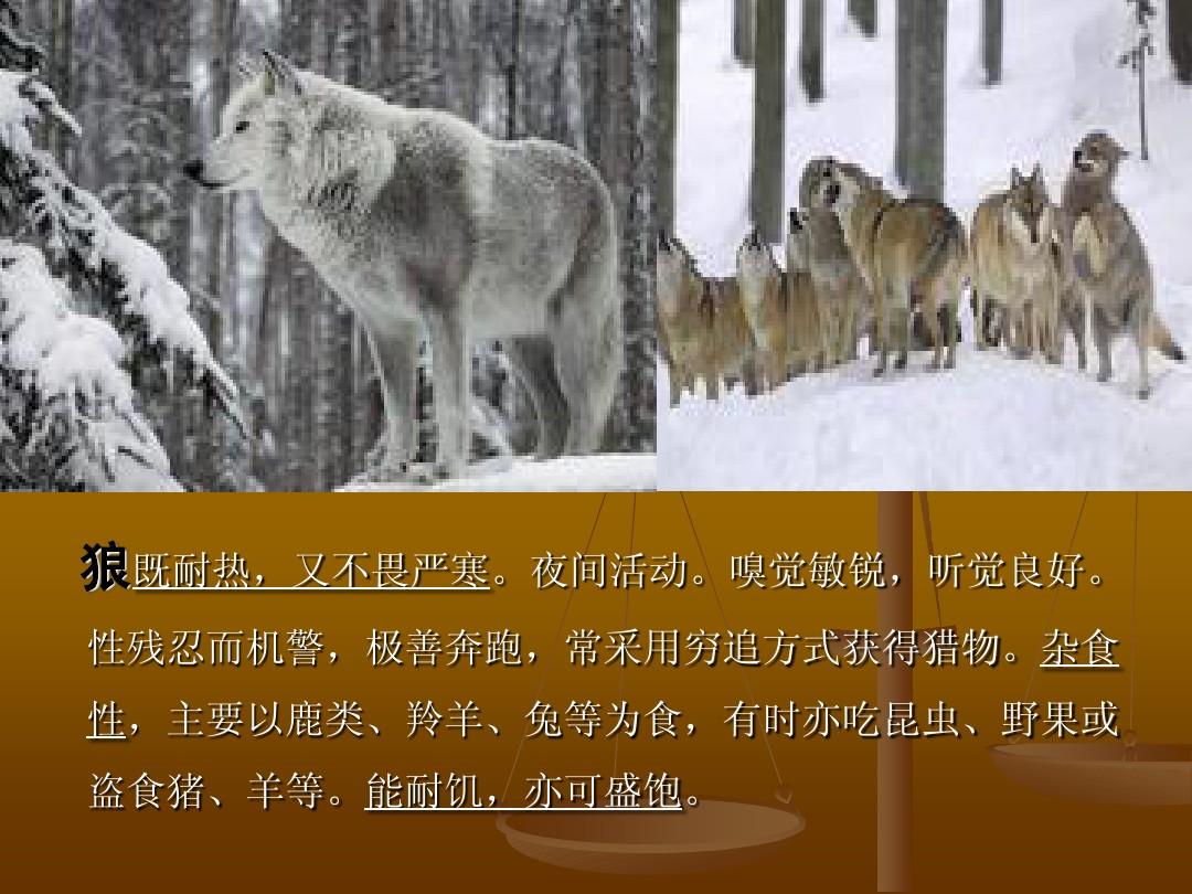 狼人面对指责，如何回应？