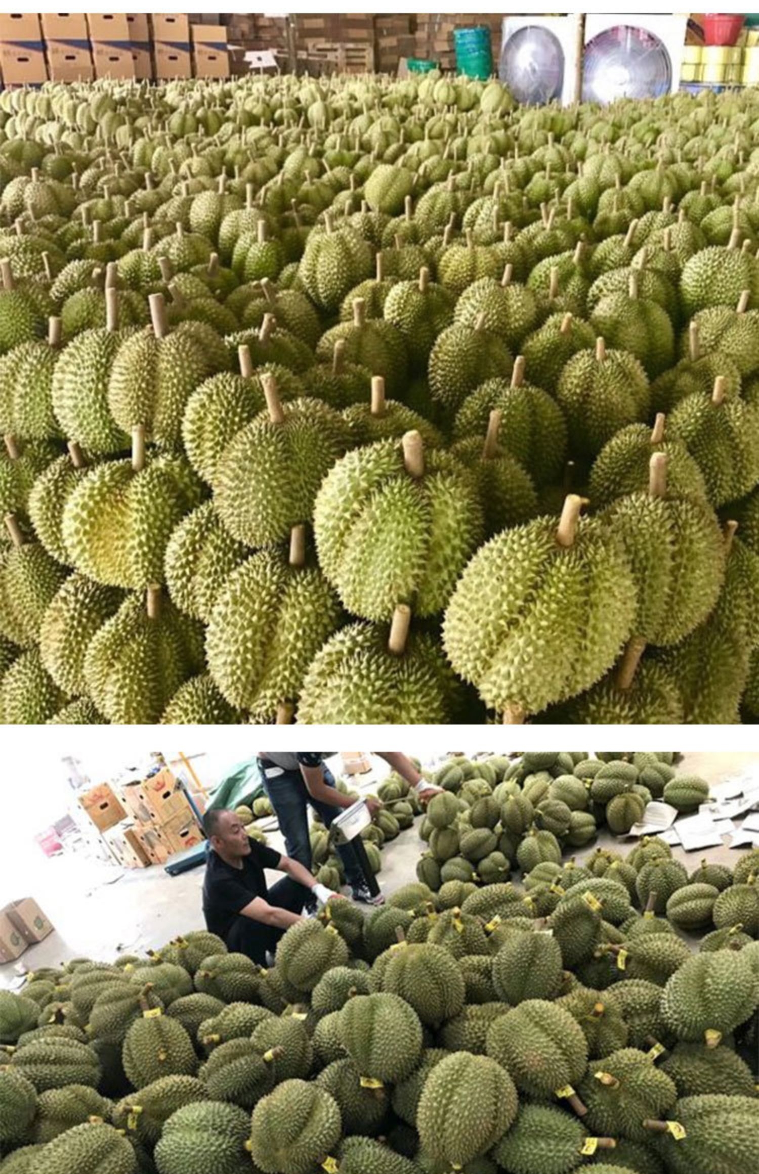 榴莲下载app苹果_开元榴莲下载_榴莲下载
