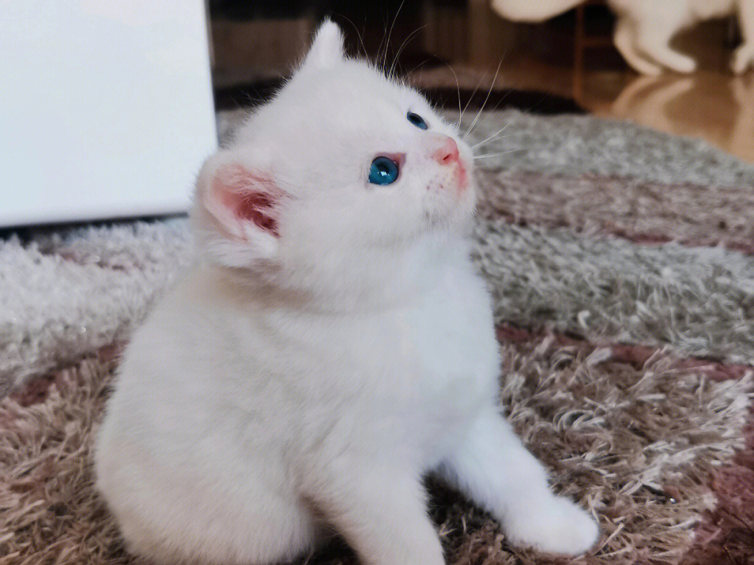 视频观看在线猫短视频免费_三节片段视频观看在线_快猫短视频在线观看