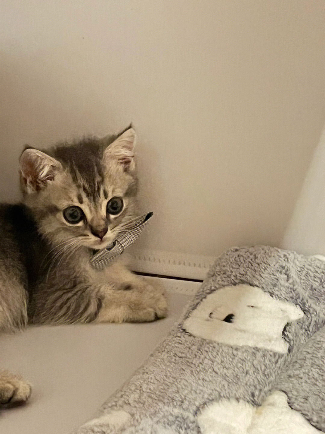 快猫短视频在线观看_三节片段视频观看在线_视频观看在线猫短视频免费