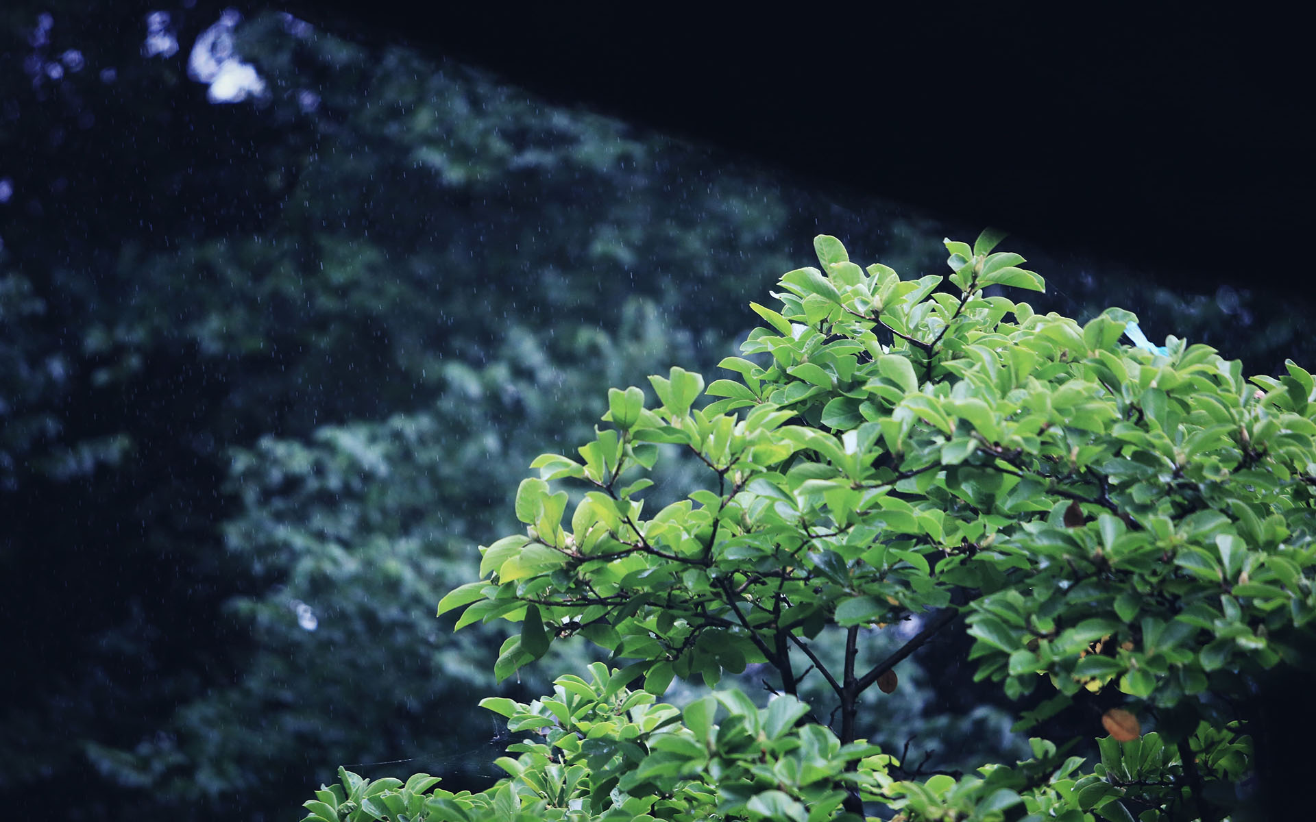 壁纸古见同学有交流障碍症头像_古见同学表情包_古见同学壁纸