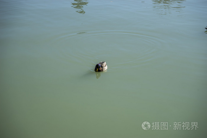 躺倒鸭