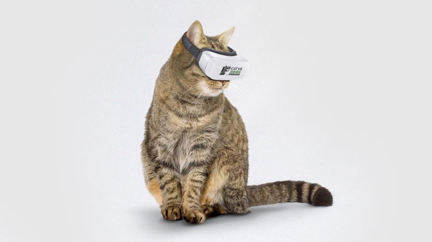 新版猫咪_新版app猫咪软件破解版_小猫咪小猫咪小猫