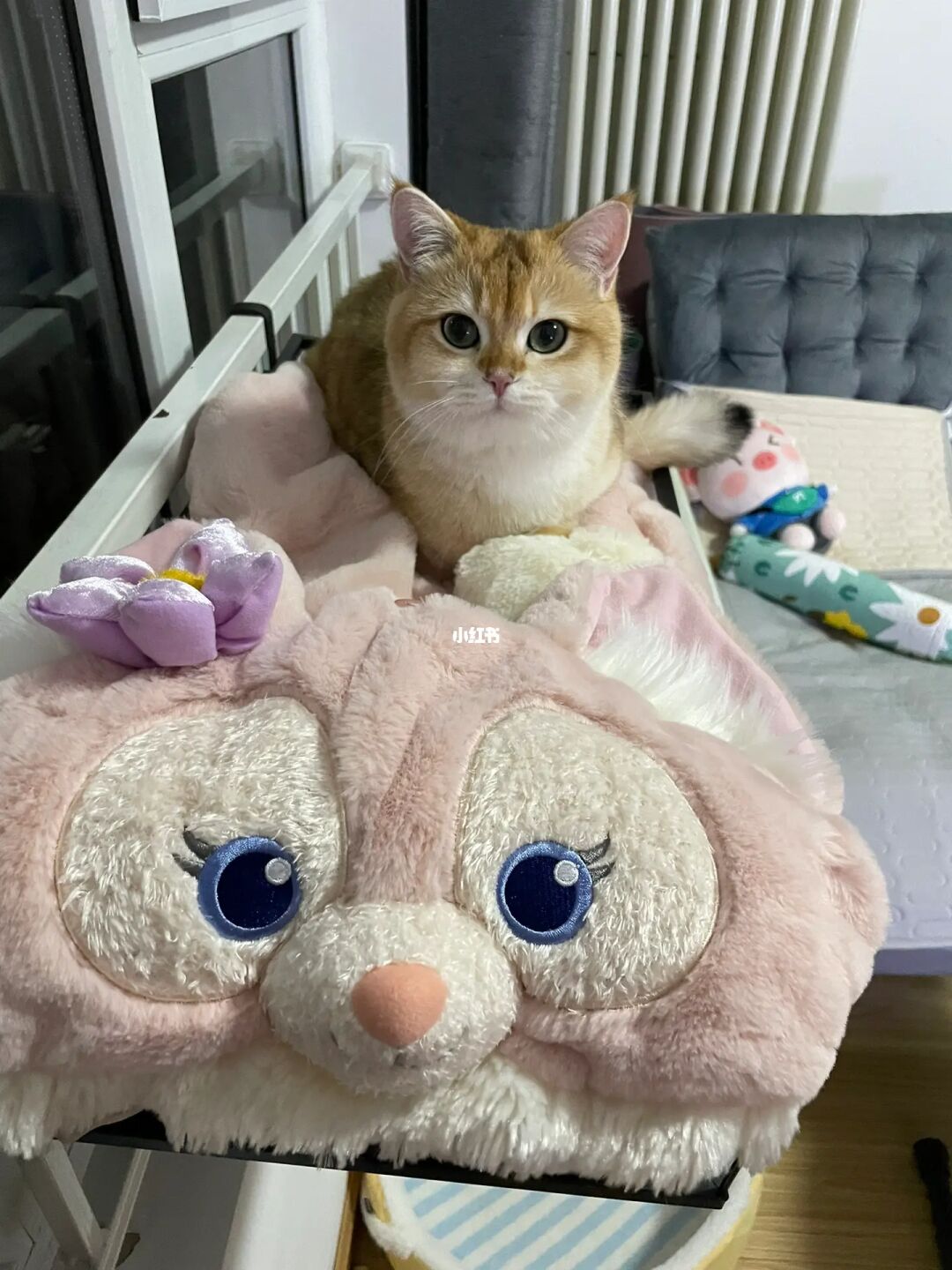 哔咪