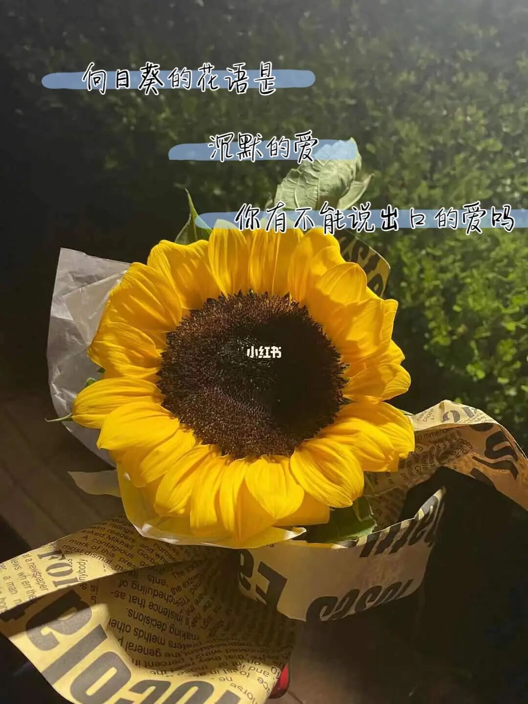 向日葵视频污污_小火车污污污_污污污图片真人动态女生视频