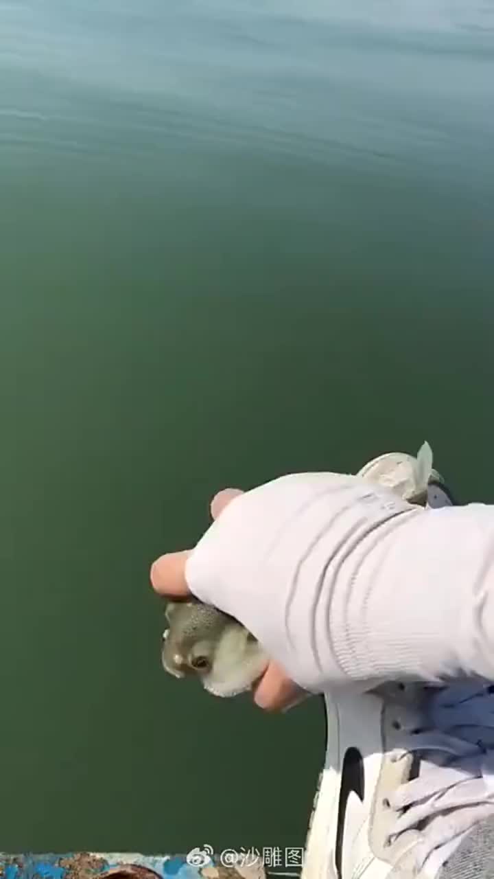 河豚直播靠什么赚钱_河豚直播怎么了_河豚直播