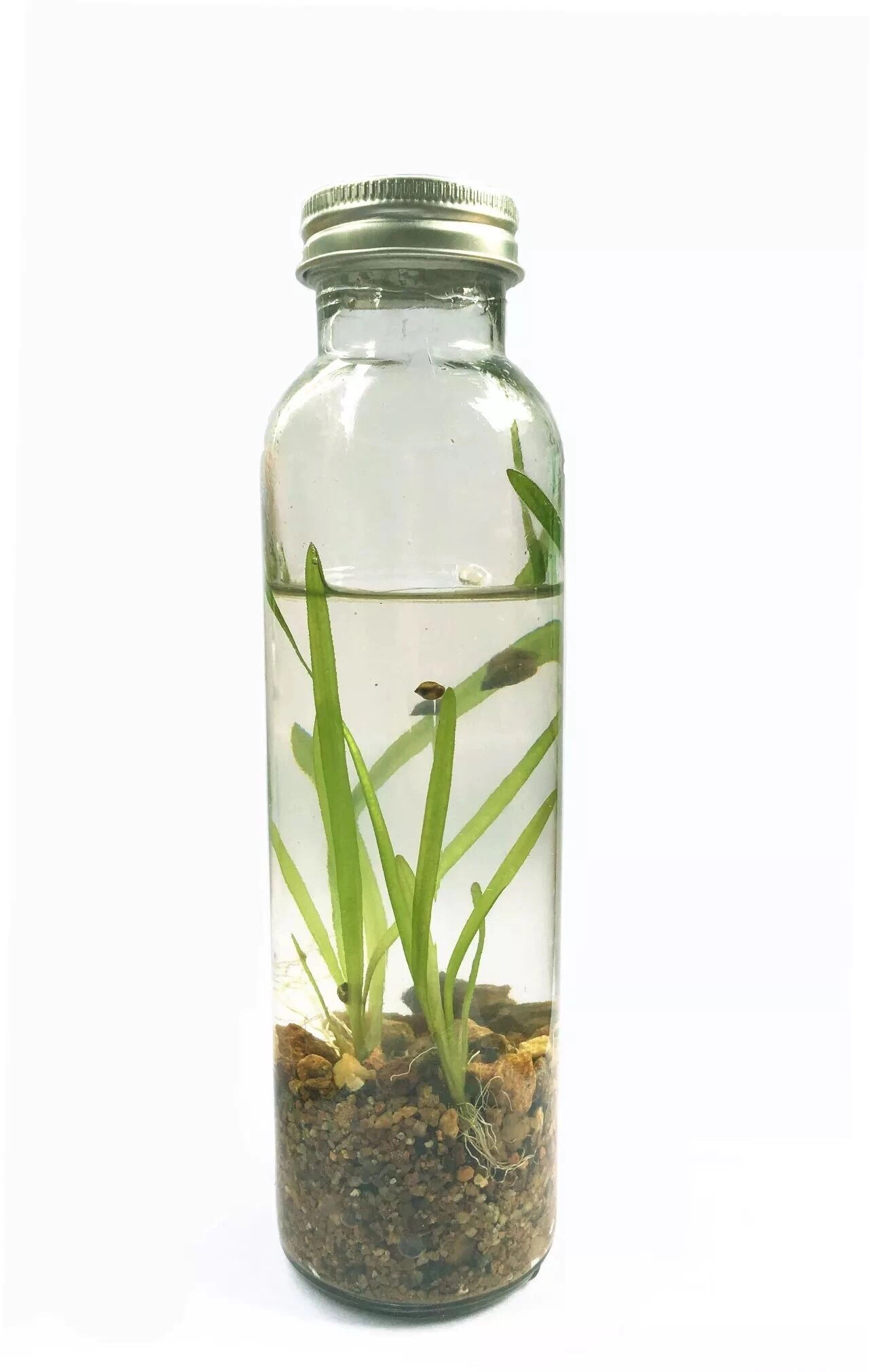捕风瓶_捕风瓶_捕风瓶