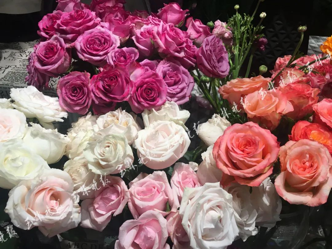 花花惹不起_花花不好惹_惹花是什么意思