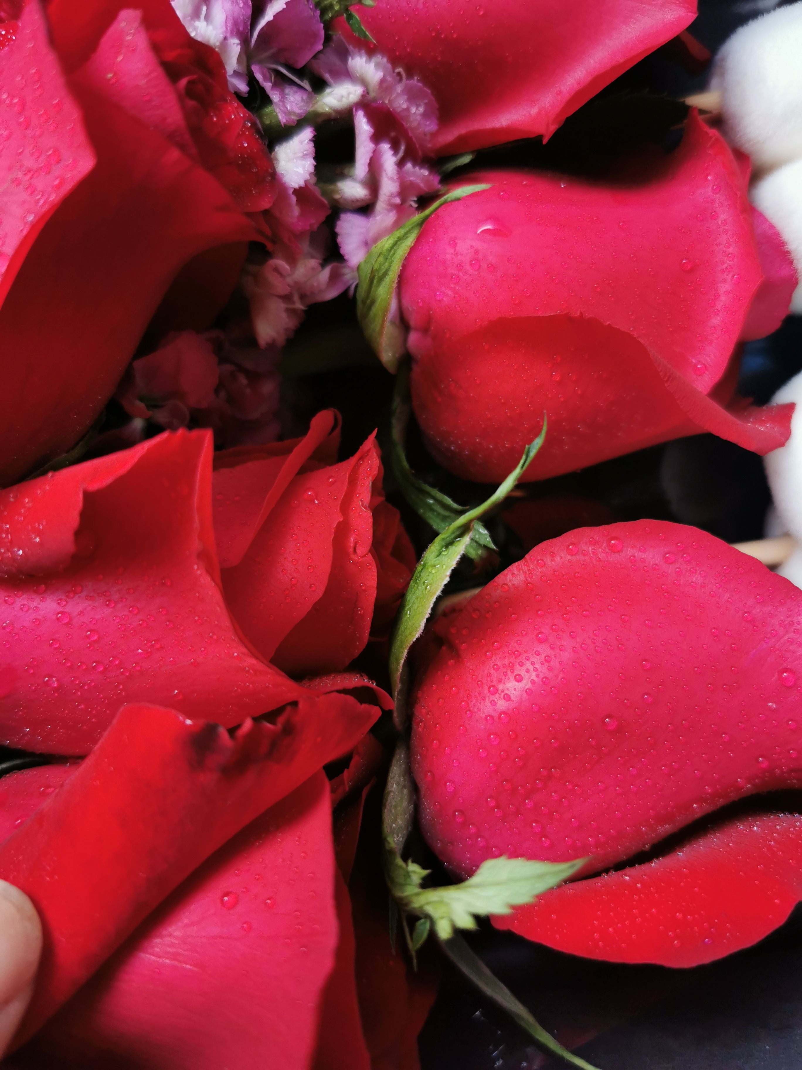 花花惹不起_惹花是什么意思_花花不好惹