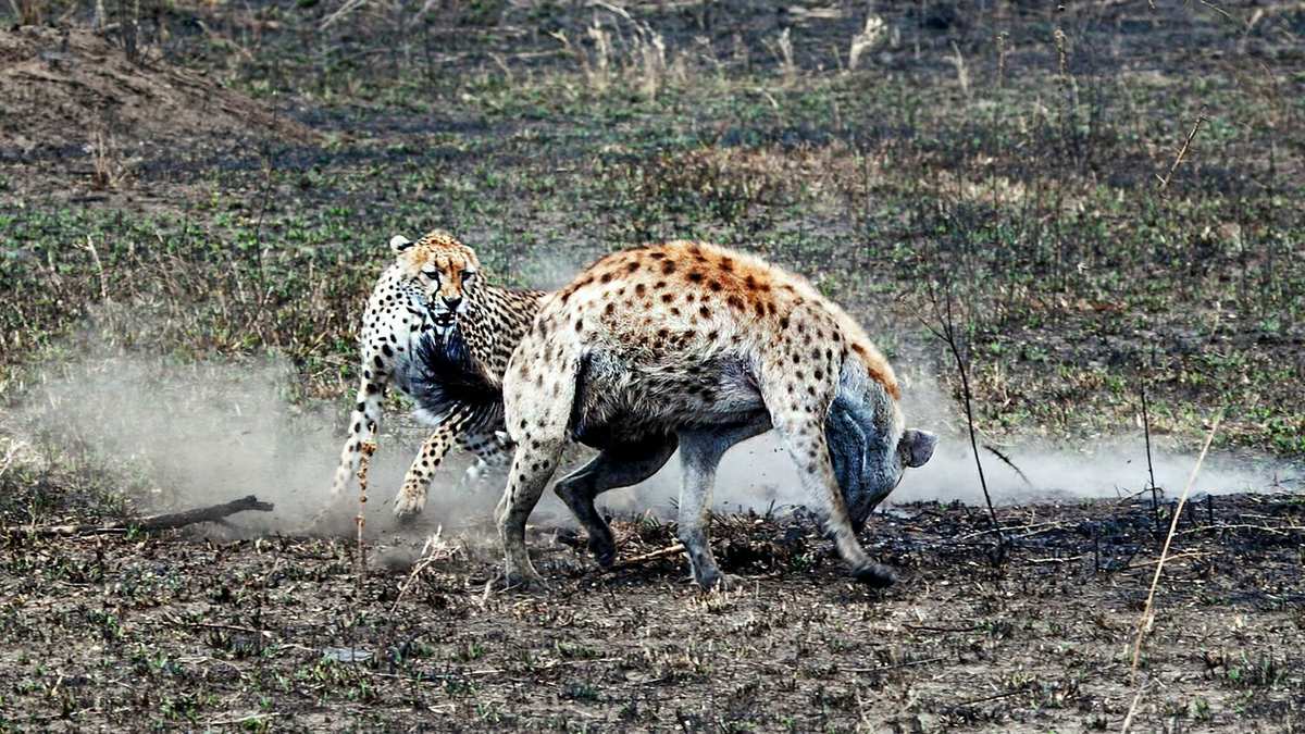 兽境猎犬地图怎么开_兽境猎犬_原神2.2兽境猎犬