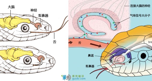美卡狗和鹿狗能交配出什么狗_特狗_狗图片