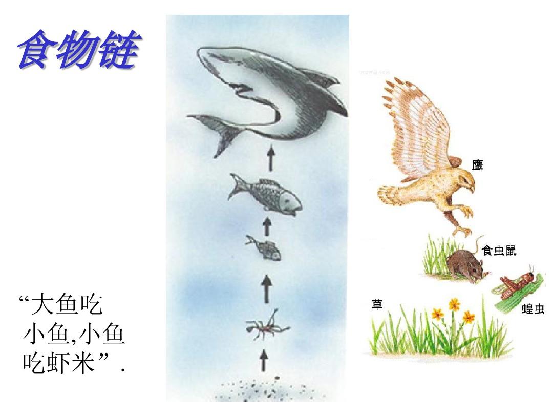 大鱼吃小鱼小游戏_大鱼吃小鱼开始游戏_小鱼吃大鱼游戏