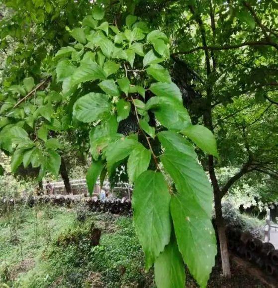 锡矿石多少钱一吨_锡矿石原石图片_锡矿石