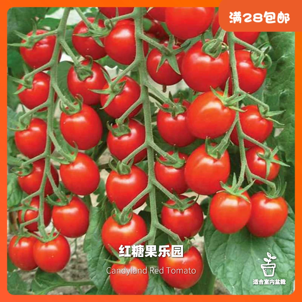 番茄乐园_番茄乐园贴吧_番茄乐园d2