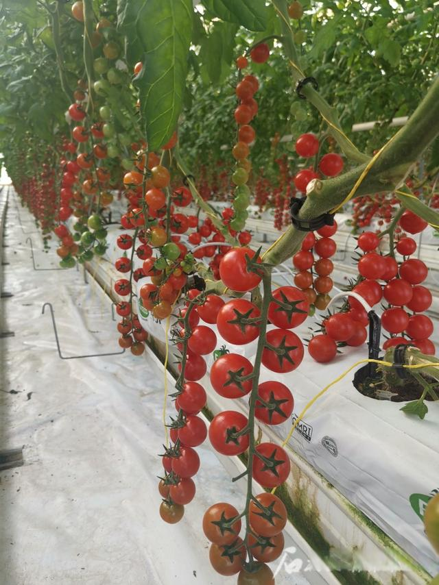 番茄乐园_番茄乐园d2_番茄乐园贴吧
