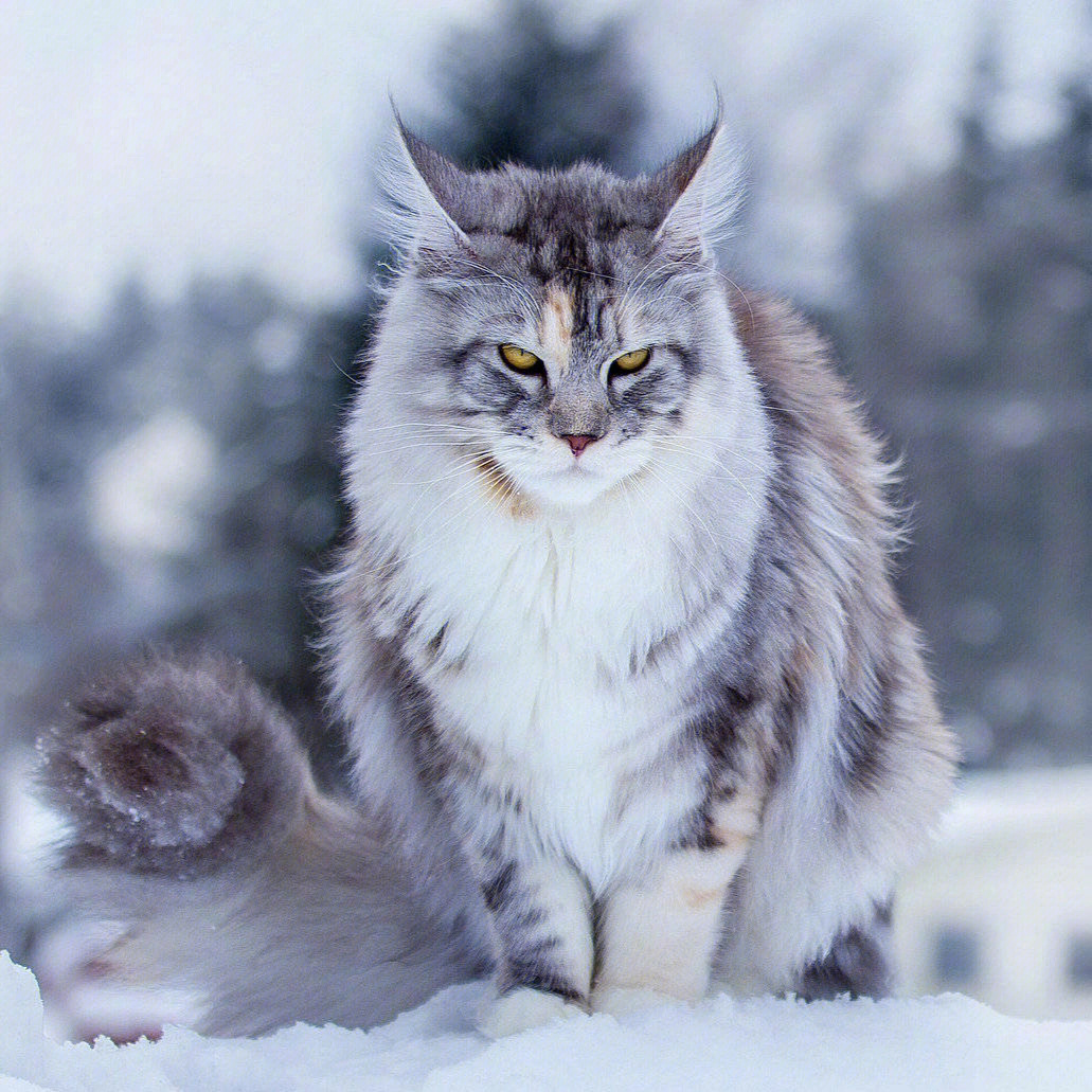 万维猫_万维猫_万维猫