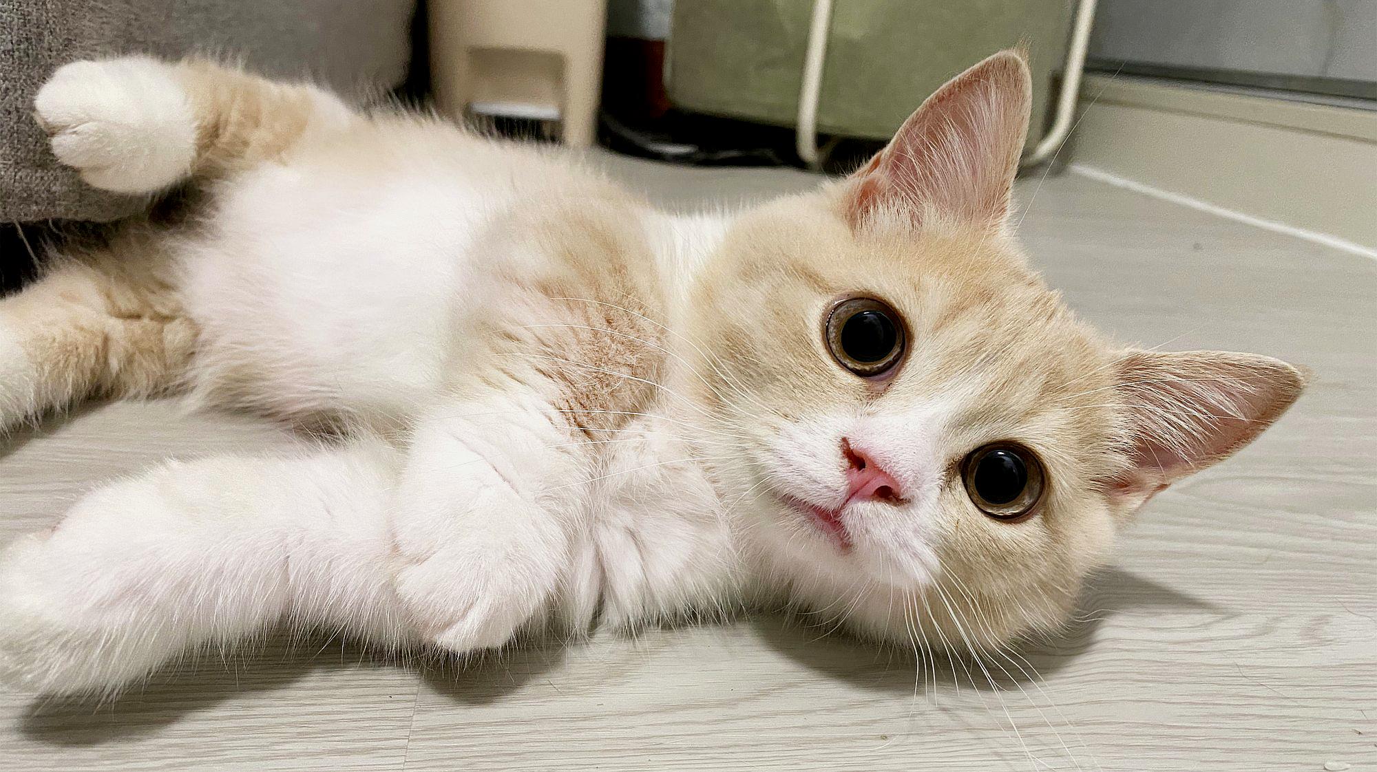 猫咪网址_猫咪网址_猫咪网址