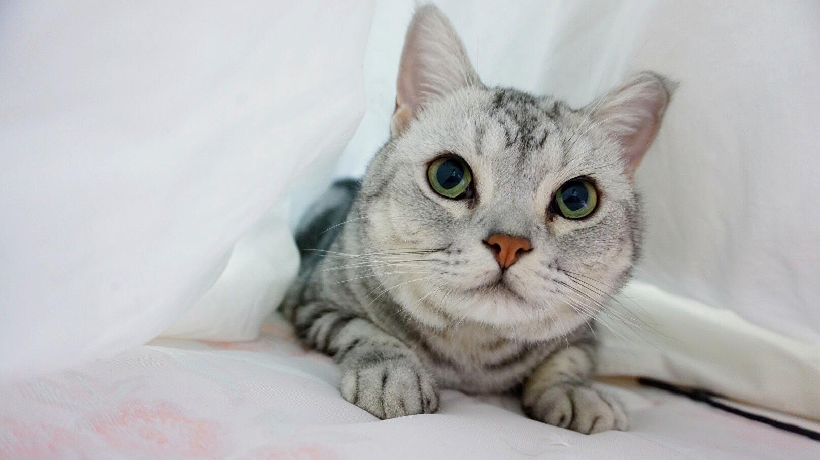 猫咪网址_猫咪网址_猫咪网址