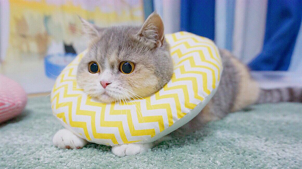 猫咪网址_猫咪网址_猫咪网址