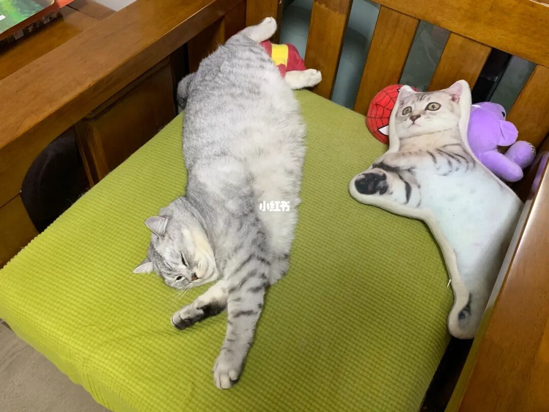 猫咪官网站长之家_猫咪aap官网_猫咪官网正品