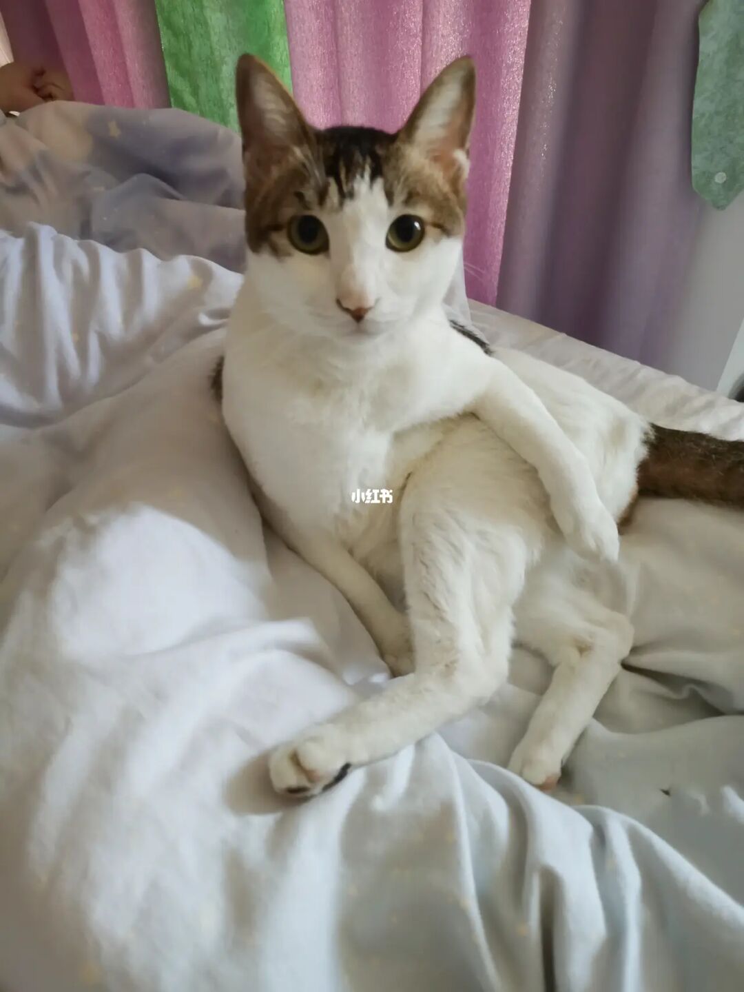 猫咪aap官网_猫咪官网正品_猫咪官网站长之家