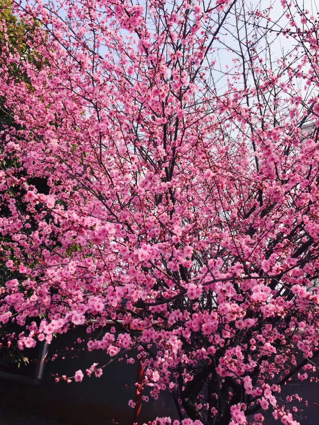 桃花公主图片_马里奥桃花公主图片_桃花公主图片可爱