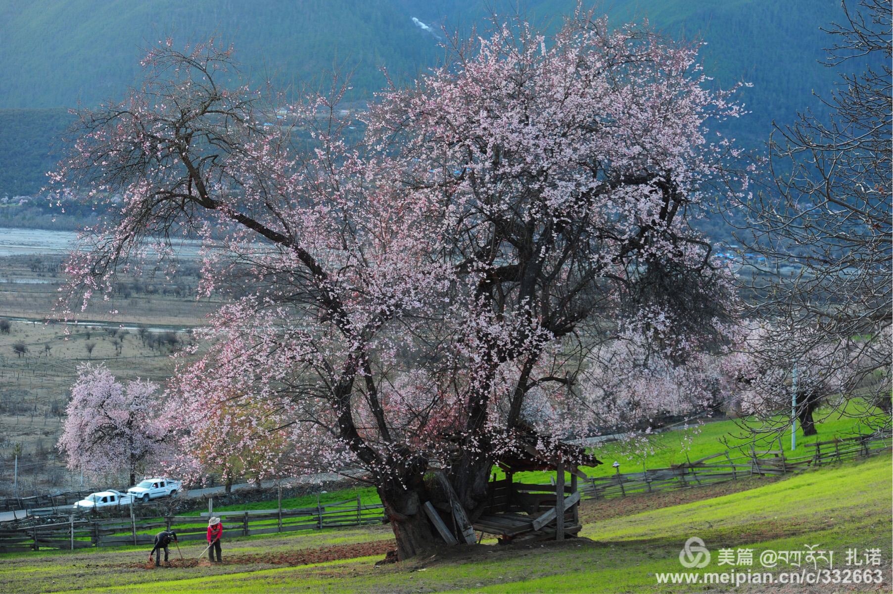 桃花传奇_桃花传奇小说_桃花传奇百度百科