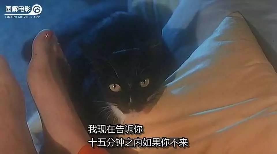 黑猫影视盒子版下载_黑猫影视_黑猫电影视频