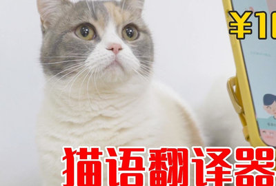 猫翻译器软件下载_猫翻译器_猫翻译器在线翻译