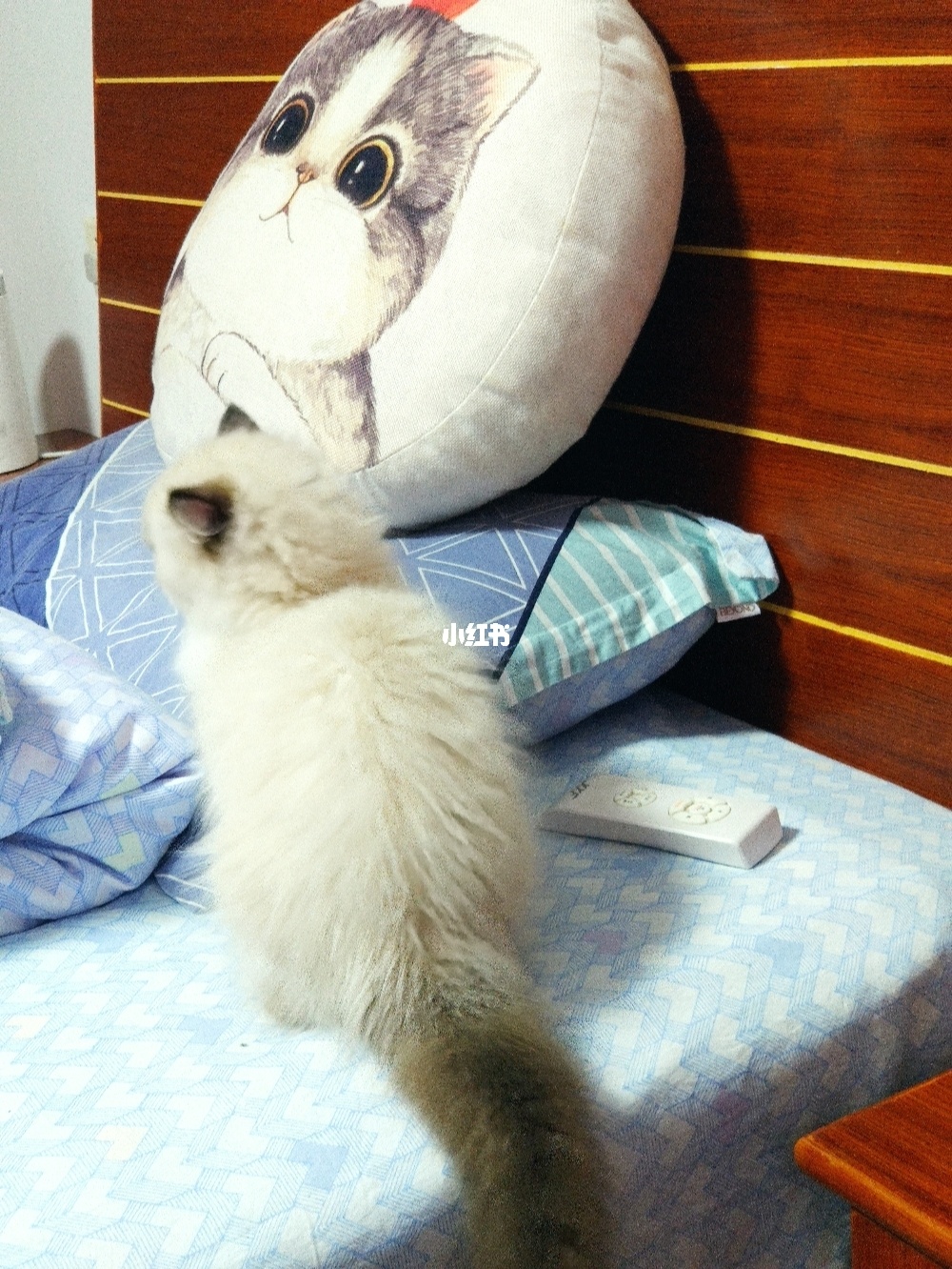 永久官网ll.mg_猫咪网站终身会员分享_猫咪app官网永久地址入口