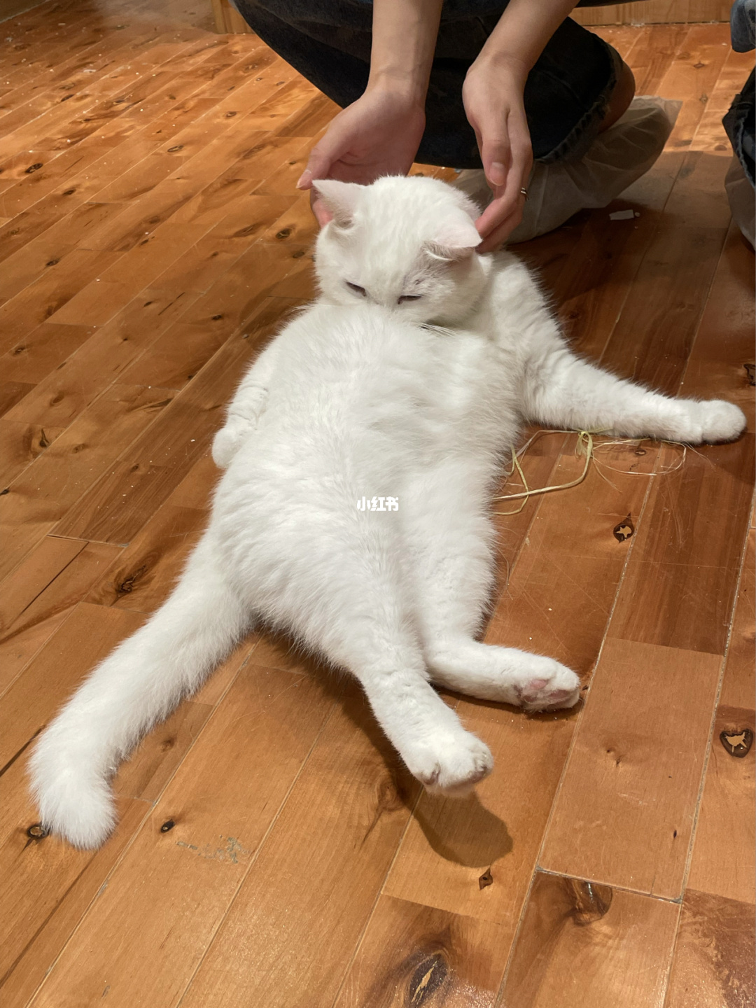 猫咪网站终身会员分享_猫咪app官网永久地址入口_永久官网ll.mg