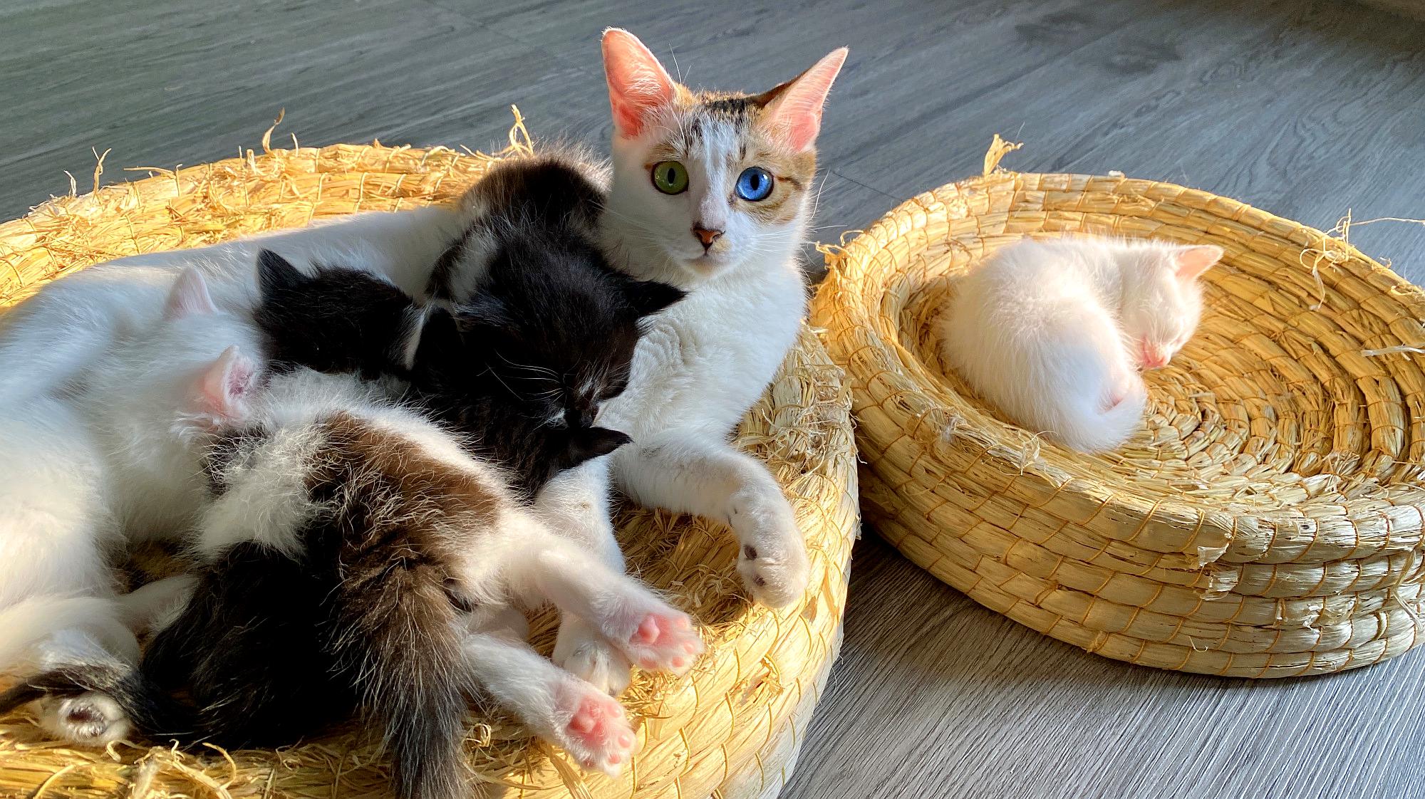 永久官网ll.mg_猫咪网站终身会员分享_猫咪app官网永久地址入口
